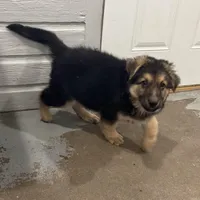 Thomas, a male German Shepherd Dog for sale in Brighton, CO – Photo 4 of 4