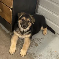 Thomas, a male German Shepherd Dog for sale in Brighton, CO – Photo 3 of 4