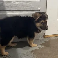 Thomas, a male German Shepherd Dog for sale in Brighton, CO – Photo 2 of 4