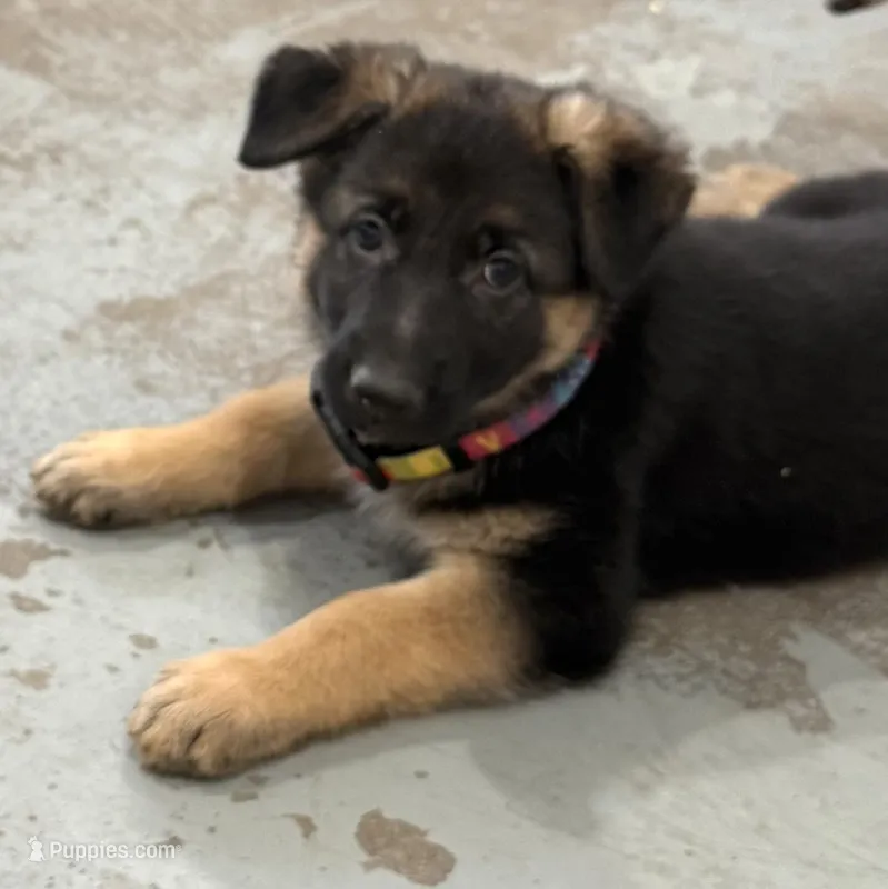 AKC German Shepherd puppy female – German Shepherd Dog puppy for sale in Brighton, CO