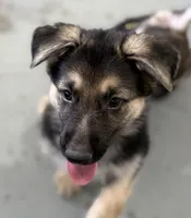 Ellie, a female German Shepherd Dog for sale in Denver, CO – Photo 6 of 7