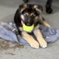 Ellie, a female German Shepherd Dog for sale in Denver, CO – Photo 7 of 7