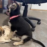 Ellie, a female German Shepherd Dog for sale in Brighton, CO – Photo 2 of 9