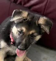 Ellie, a female German Shepherd Dog for sale in Denver, CO – Photo 3 of 7