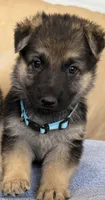 AKC German Shepherd puppy female, a female German Shepherd Dog for sale in Brighton, CO – Photo 2 of 2