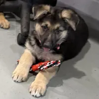 Ellie, a female German Shepherd Dog for sale in Brighton, CO – Photo 5 of 9