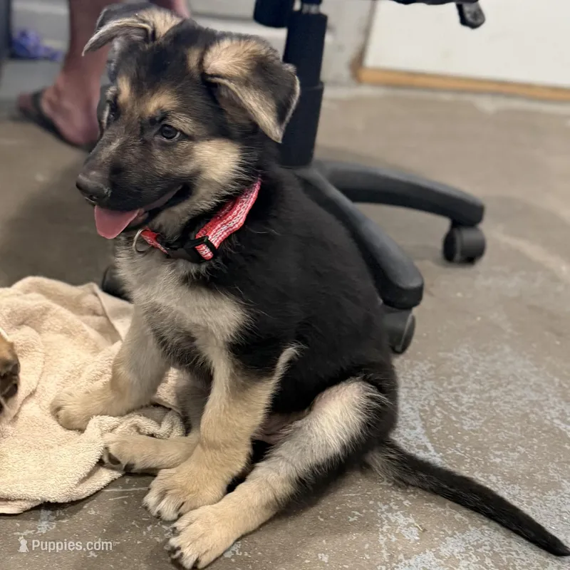 Ellie – German Shepherd Dog puppy for sale in Brighton, CO
