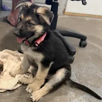 Ellie, a female German Shepherd Dog for sale in Brighton, CO – Photo 1 of 9