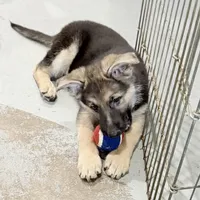 Ellie, a female German Shepherd Dog for sale in Brighton, CO – Photo 4 of 9