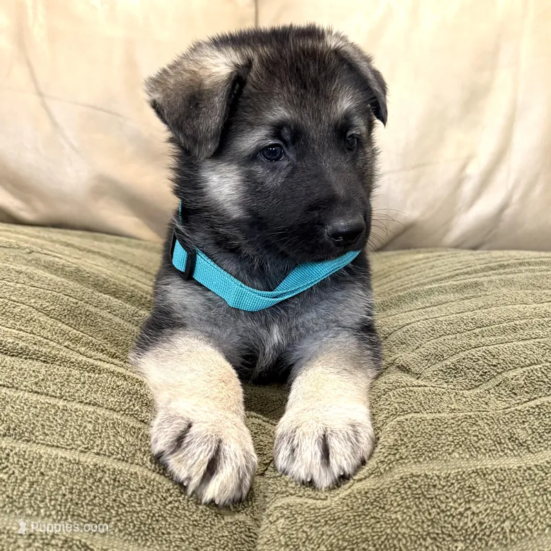 AKC German Shepherd puppy female – German Shepherd Dog puppy for sale in Brighton, CO