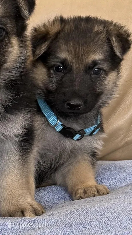 AKC German Shepherd puppy female – German Shepherd Dog puppy for sale in Brighton, CO
