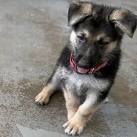 Ellie, a female German Shepherd Dog for sale in Denver, CO – Photo 4 of 7