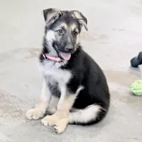 Ellie, a female German Shepherd Dog for sale in Brighton, CO – Photo 3 of 9