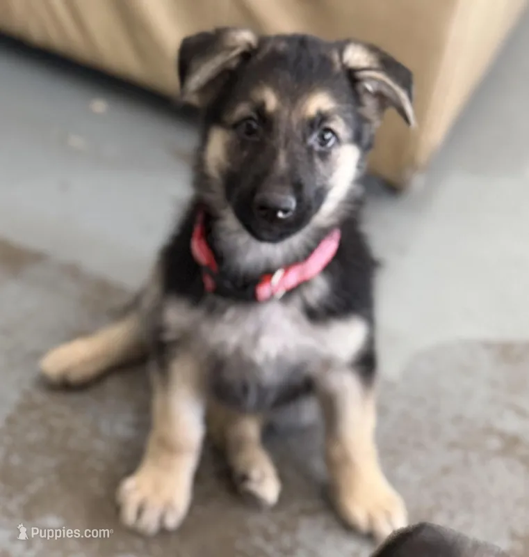 Ellie – German Shepherd Dog puppy for sale in Denver, CO