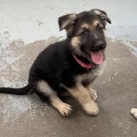 Ellie, a female German Shepherd Dog for sale in Denver, CO – Photo 2 of 7