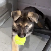 Ellie, a female German Shepherd Dog for sale in Denver, CO – Photo 5 of 7