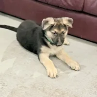 Elmo, a male German Shepherd Dog for sale in Brighton, CO – Photo 3 of 9