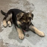 Elmo, a male German Shepherd Dog for sale in Denver, CO – Photo 7 of 8