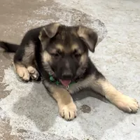 Elmo, a male German Shepherd Dog for sale in Denver, CO – Photo 8 of 8