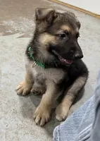 Elmo, a male German Shepherd Dog for sale in Denver, CO – Photo 3 of 8