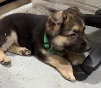 Elmo, a male German Shepherd Dog for sale in Denver, CO – Photo 6 of 8