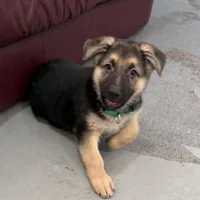 Elmo, a male German Shepherd Dog for sale in Brighton, CO – Photo 6 of 9