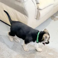 Elmo, a male German Shepherd Dog for sale in Brighton, CO – Photo 7 of 9