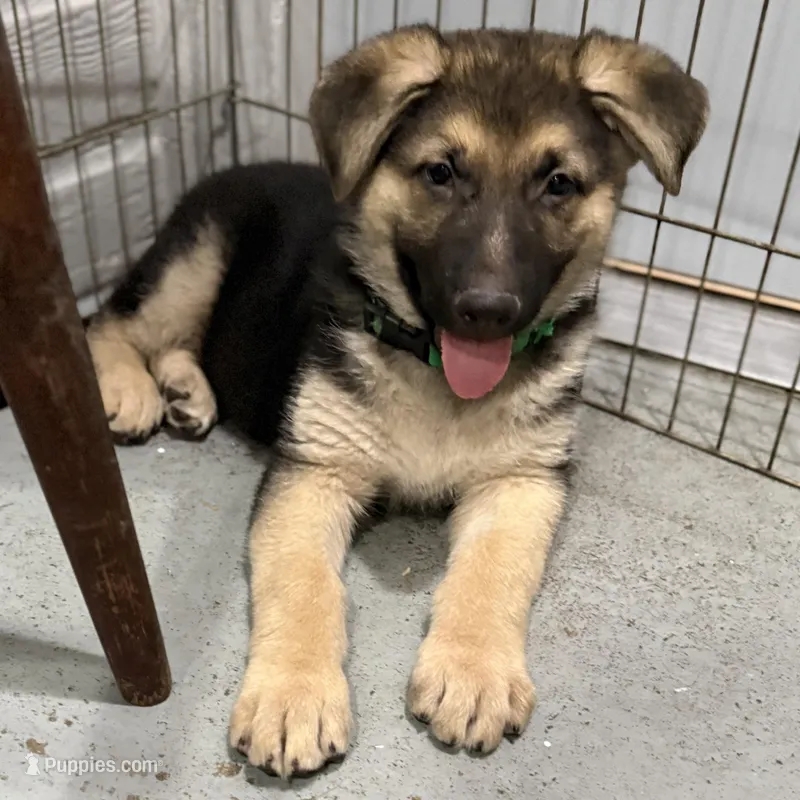 Elmo – German Shepherd Dog puppy for sale in Brighton, CO