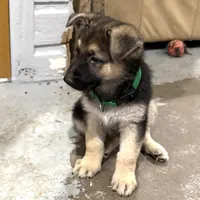 Elmo, a male German Shepherd Dog for sale in Denver, CO – Photo 2 of 8