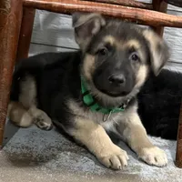 Elmo, a male German Shepherd Dog for sale in Denver, CO – Photo 5 of 8