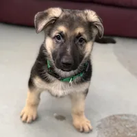Elmo, a male German Shepherd Dog for sale in Denver, CO – Photo 1 of 8