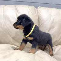 AKC Rottie pup female, a female Rottweiler for sale in Brighton, CO – 2 of 9