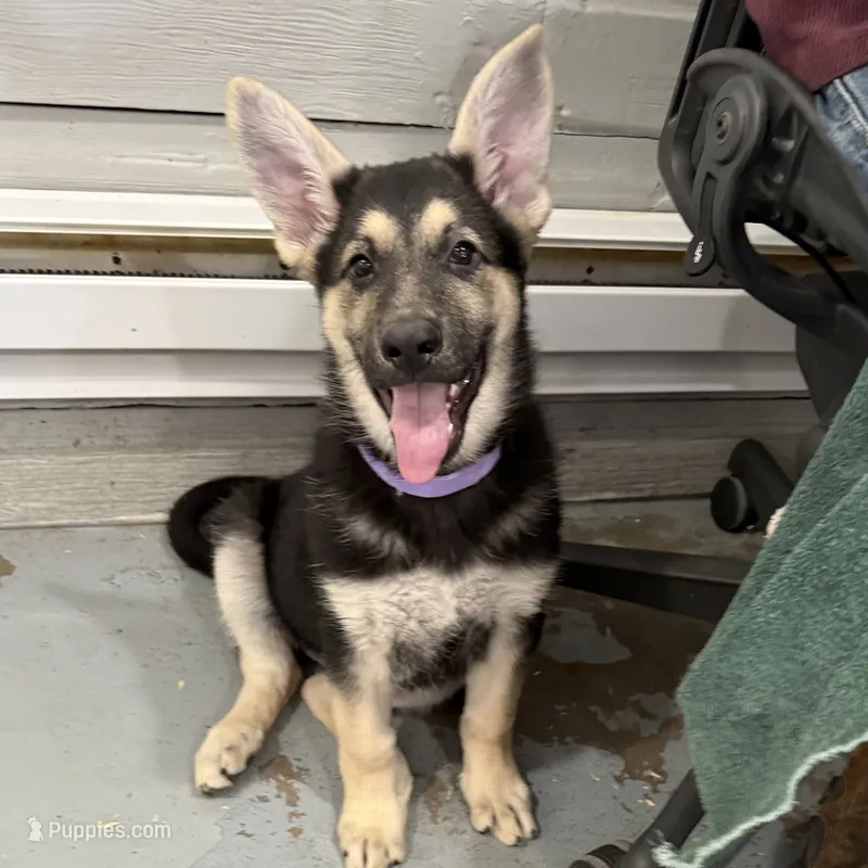 Tonya – German Shepherd Dog puppy for sale in Brighton, CO