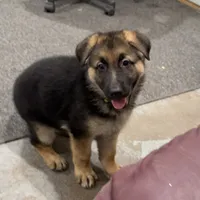 AKC German Shepherd puppy , a female German Shepherd Dog for sale in Brighton, CO – 2 of 10