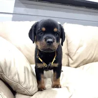 AKC Rottie pup female, a female Rottweiler for sale in Brighton, CO – 6 of 9