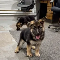 German Shepherd pup, a female German Shepherd Dog for sale in Brighton, CO – 3 of 10