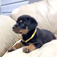 AKC Rottie pup female, a female Rottweiler for sale in Brighton, CO – 5 of 9