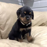 AKC Rottweiler puppy female, a female Rottweiler for sale in Brighton, CO – 8 of 10