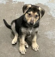 Haxtun, a male German Shepherd Dog for sale in Brighton, CO – 6 of 9