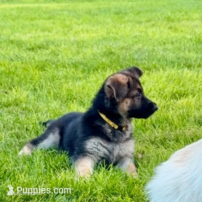 German Shepherd pup – German Shepherd Dog puppy for sale in Brighton, CO