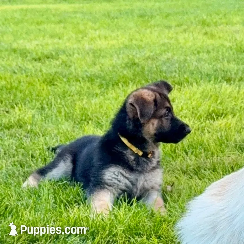 German Shepherd pup, a female German Shepherd Dog for sale in Brighton, CO – 1 of 10