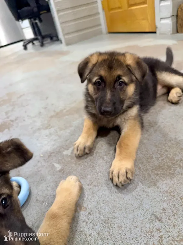 AKC German Shepherd puppy  – German Shepherd Dog puppy for sale in Brighton, CO