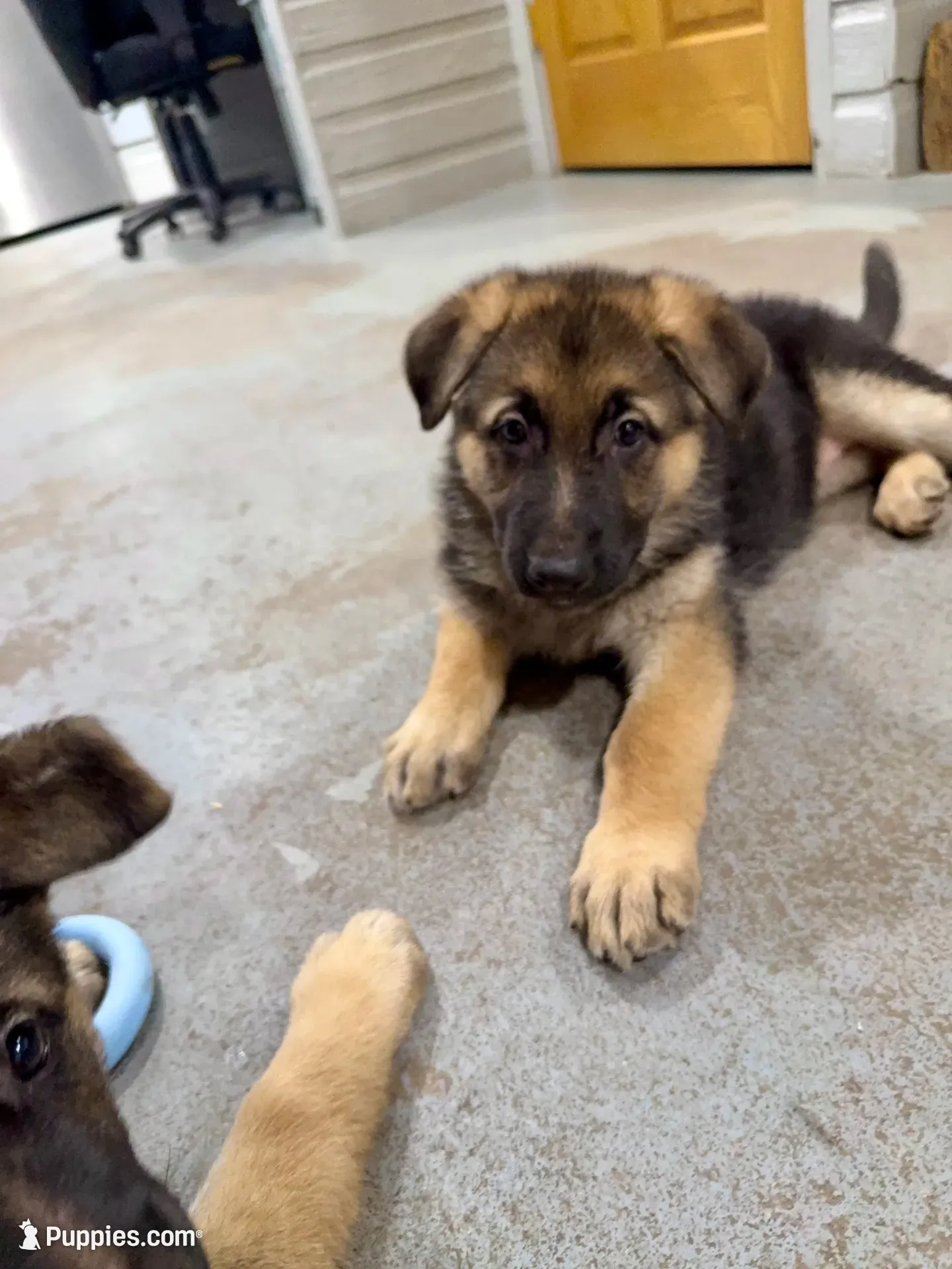 AKC German Shepherd puppy , a female German Shepherd Dog for sale in Brighton, CO – 1 of 10