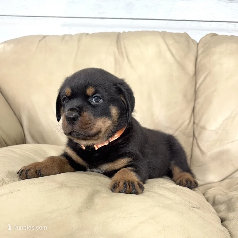 AKC Rottweiler puppy male – Rottweiler puppy for sale in Brighton, CO