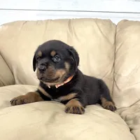 AKC Rottweiler puppy male, a male Rottweiler for sale in Brighton, CO – 1 of 10