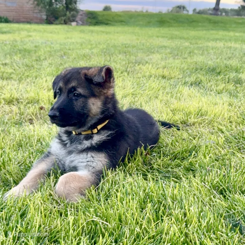 German Shepherd pup – German Shepherd Dog puppy for sale in Brighton, CO