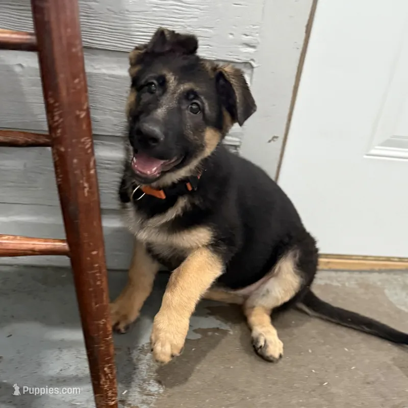 Elena – German Shepherd Dog puppy for sale in Brighton, CO