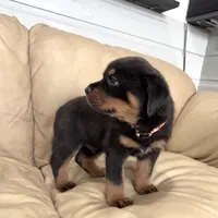 AKC Rottweiler puppy male, a male Rottweiler for sale in Brighton, CO – 6 of 10
