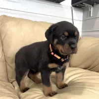 AKC Rottweiler puppy male, a male Rottweiler for sale in Brighton, CO – 9 of 10