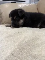 Belle, a female German Shepherd Dog for sale in Brighton, CO – Photo 5 of 6